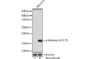 Western blot analysis of extracts of NIH/3T3 cells, using Phospho-Histone H3. (Histone 3 antibody  (pThr3))