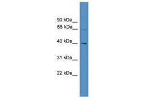 UTP18 antibody  (AA 51-100)