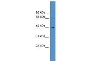 Image no. 1 for anti-WD Repeat Domain 50 (UTP18) (AA 51-100) antibody (ABIN6745312) (UTP18 antibody  (AA 51-100))
