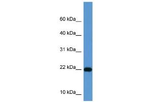 WB Suggested Anti-ISG15 Antibody Titration: 0. (ISG15 antibody  (Middle Region))
