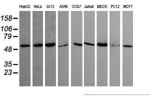 Image no. 2 for anti-Tripartite Motif Containing 45 (TRIM45) (AA 288-580) antibody (ABIN1491333) (TRIM45 antibody  (AA 288-580))