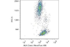 Surface staining of human peripheral blood cells with anti-HLA-class I(W6/32) Alexa Fluor® 488. (MICA antibody  (FITC))