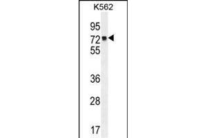 MLH1 Antibody (Center) (ABIN655632 and ABIN2845111) western blot analysis in K562 cell line lysates (35 μg/lane). (MLH1 antibody  (AA 452-480))