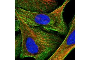 Immunofluorescent staining of human cell line U-2 OS shows localization to plasma membrane, cytosol & actin filaments.