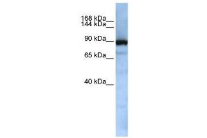WB Suggested Anti-XPOT  Antibody Titration: 0. (XPOT antibody  (Middle Region))