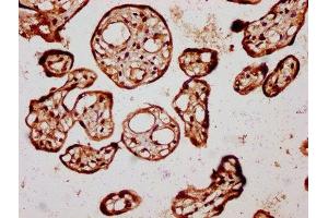 IHC image of ABIN7172834 diluted at 1:450 and staining in paraffin-embedded human placenta tissue performed on a Leica BondTM system. (TGFB3 antibody  (AA 301-412))