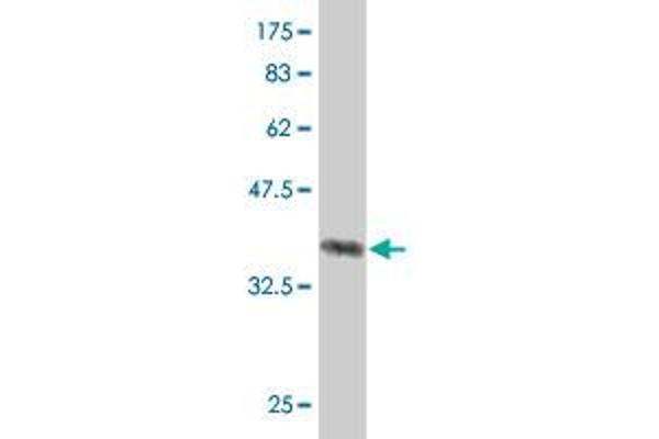 KIAA0101 antibody  (AA 1-111)