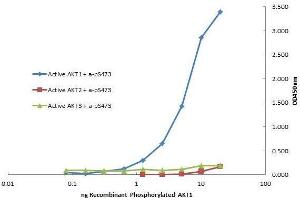 Plate was coated with monoclonal anti AKT1 antibody (capture antibody) followed by incubation with recombinant AKT1, AKT2, AKT3 proteins. (AKT1 antibody  (Internal Region) (APC))