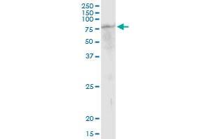 TUBGCP4 MaxPab polyclonal antibody. (TUBGCP4 antibody  (AA 1-666))