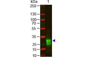 Image no. 1 for Goat anti-Rabbit IgG (F(ab')2 Region) antibody (ABIN301431) (Goat anti-Rabbit IgG (F(ab')2 Region) Antibody)