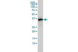 EIF2B2 monoclonal antibody (M01), clone 5B12-E10 Western Blot analysis of EIF2B2 expression in K-562 .