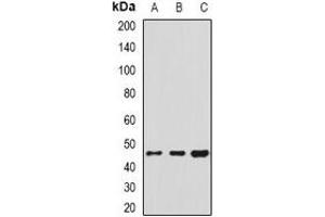 Western blot analysis of HSP47 expression in Hela (A), U251 (B), THP1 (C) whole cell lysates. (SERPINH1 antibody)