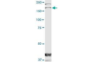 DOCK1 monoclonal antibody (M02), clone 3D10. (DOCK1 antibody  (AA 698-803))