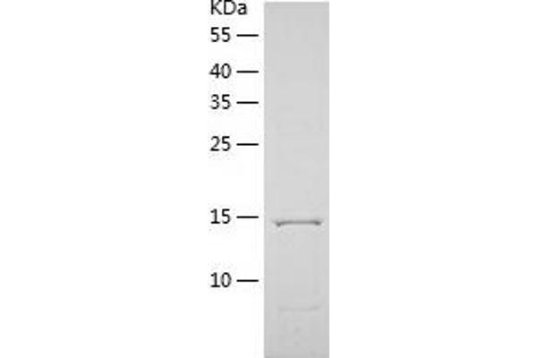 PLA2G10 Protein (AA 43-165) (His tag)