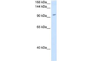 RNF40 antibody used at 1. (RNF40 antibody  (C-Term))