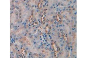 IHC-P analysis of Mouse Tissue, with DAB staining. (Caspase 2 antibody  (AA 170-333))