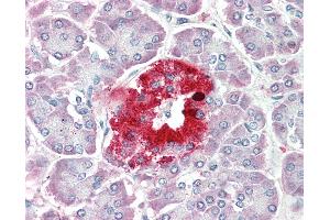 Anti-PCSK1N / PROSAAS antibody IHC staining of human pancreas. (PCSK1N antibody  (AA 182-193))