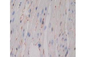 IHC-P analysis of Kidney tissue, with DAB staining. (CD80 antibody  (AA 38-246))