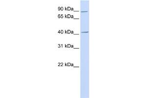 WB Suggested Anti-USAntibody Titration:  0. (USP18 antibody  (N-Term))