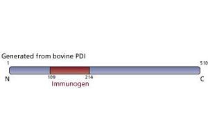 Image no. 2 for anti-Prolyl 4-Hydroxylase, beta Polypeptide (P4HB) (AA 109-214) antibody (ABIN968268) (P4HB antibody  (AA 109-214))