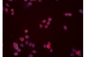 ABIN6277474 staining Hela cells by IF/ICC. (DUSP6 antibody  (C-Term))