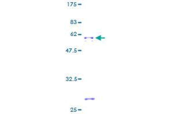 ATP4b Protein (AA 1-291) (GST tag)