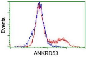 Flow Cytometry (FACS) image for anti-Ankyrin Repeat Domain 53 (ANKRD53) (AA 1-300) antibody (ABIN1490723) (ANKRD53 antibody  (AA 1-300))