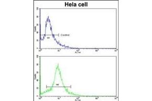 Flow cytometric analysis of hela cells using EIF3H Antibody (C-term)(bottom histogram) compared to a negative control cell (top histogram). (EIF3H antibody  (C-Term))