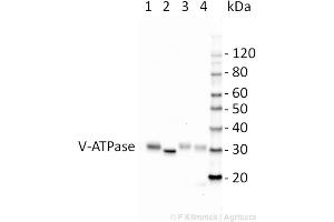 Western Blot analysis of samples from yeast whole cell extract expressing the Arabidopsis thaliana subunit E1. (ATP6V0D2 antibody  (Isoform 1))