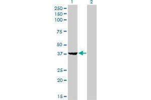 EIF2B2 antibody  (AA 1-351)