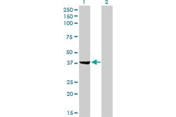 EIF2B2 antibody  (AA 1-351)