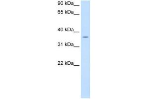 PON1 antibody used at 0. (PON1 antibody  (C-Term))