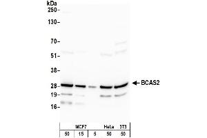 anti-Breast Carcinoma Amplified Sequence 2 (BCAS2) (C-Term) antibody