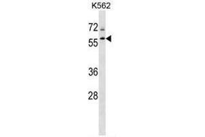 TBL1XR1 Antibody (N-term) western blot analysis in K562 cell line lysates (35µg/lane). (TBL1XR1 antibody  (N-Term))
