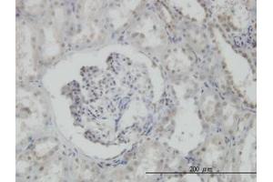 Image no. 4 for anti-N-Methylpurine-DNA Glycosylase (MPG) (AA 1-90) antibody (ABIN598817) (MPG antibody  (AA 1-90))