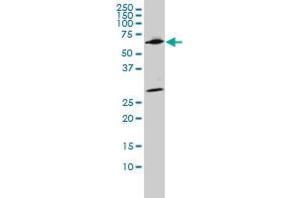 WDR20 antibody  (AA 1-569)