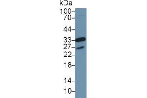 Western Blot; Sample: Human MCF7 cell lysate; Primary Ab: 1µg/ml Rabbit Anti-Mouse CDK1 Antibody Second Ab: 0. (CDK1 antibody  (AA 13-297))