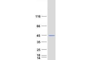 Validation with Western Blot (NEU2 Protein (Myc-DYKDDDDK Tag))