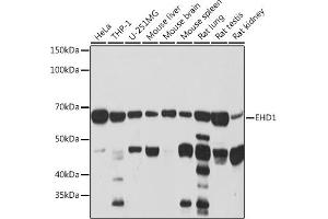 Western blot analysis of extracts of various cell lines, using EHD1 Rabbit mAb (ABIN7266911) at 1:1000 dilution. (EHD1 antibody)