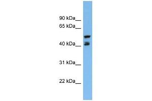 PON3 antibody used at 1 ug/ml to detect target protein. (PON3 antibody  (Middle Region))
