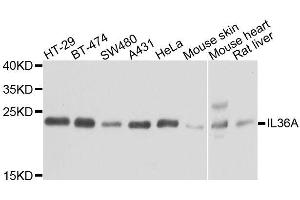 Western blot analysis of extracts of various cell lines, using IL36A antibody. (IL36A/IL1F6 antibody  (AA 1-158))