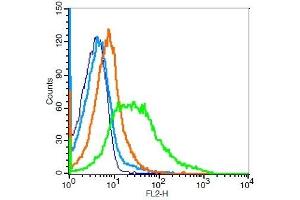 Mouse spleen cells probed with 	CD36 Polyclonal Antibody, Unconjugated  at [CNC.