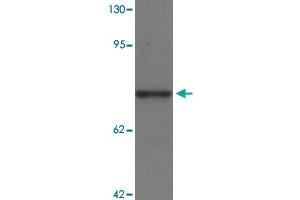 Western blot analysis of PALM3 in MCF-7 cell lysate with PALM3 polyclonal antibody  at 1 ug/mL. (PALM3 antibody  (N-Term))