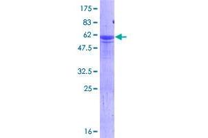 HES6 Protein (AA 1-224) (GST tag)