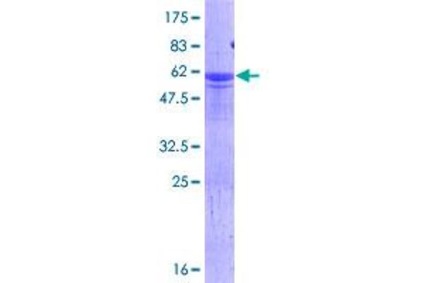 HES6 Protein (AA 1-224) (GST tag)