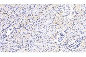 Detection of GSTM2 in Human Kidney Tissue using Polyclonal Antibody to Glutathione S Transferase Mu 2 (GSTM2) (GSTM2 antibody  (AA 3-218))