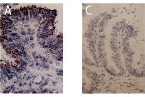Immunohistochemistry image of FGF-I staining in cryosections ofbovine ovi- duct. (FGF1 antibody)