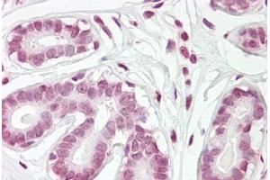 Anti-ZBTB2 antibody IHC staining of human breast. (ZBTB2 antibody  (AA 450-500))