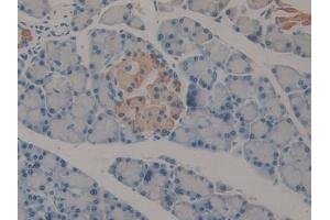 DAB staining on IHC-P; Samples: Rat Pancreas Tissue (IFNA2 antibody  (AA 24-192))