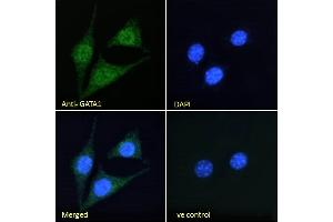 ABIN185449 Immunofluorescence analysis of paraformaldehyde fixed NIH3T3 cells, permeabilized with 0. (GATA1 antibody  (Internal Region))